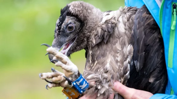 Einen Tag nach Bartgeier Sisi ist auch das junge Geierm&auml;nnchen Nepomuk im Nationalpark Berchtesgaden zu seinem ersten Flug gestartet. - &copy; Sven Hoppe/dpa