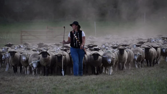 Sch&auml;ferin Marie-Kathleen Tigges aus Nordrhein-Westfalen l&auml;uft vor einer Schafherde. - &copy; Simon Kremer/dpa