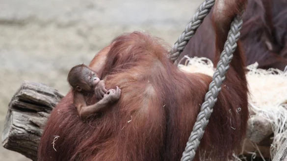 Die Orang-Utan-Mutter Cantik k&uuml;mmert sich f&uuml;rsorglich um ihr kleines M&auml;dchen, das am 14. M&auml;rz geboren worden ist. - &copy; Carina Braun/Zoo Rostock/dpa