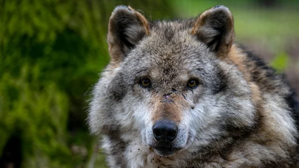 In der N&auml;he von Hannover ist ein Wolf get&ouml;tet und zerst&uuml;ckelt worden (Symbolbild). - &copy; Sina Schuldt/dpa