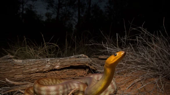 Die bis zu drei Meter lange Woma-Python ist in Australien beheimatet. - &copy; Dr Christina Zdenek/University of Queensland/dpa