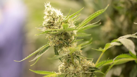 Cannabispflanzen wachsen in einem Bl&uuml;teraum eines Pharmaunternehmens. - &copy; Sebastian Kahnert/dpa