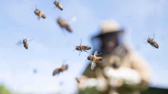 Honigbienen fliegen an einer Imkerin vorbei. - &copy; Sebastian Gollnow/dpa
