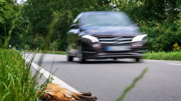 Ein angefahrener junger Fuchs liegt tot am Stra&szlig;enrand. - &copy; Sina Schuldt/dpa/Symbolbild