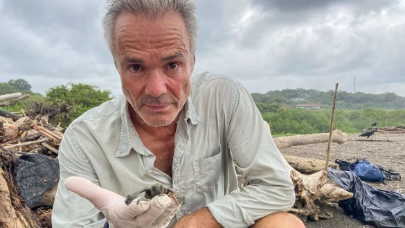 Hannes Jaenicke mit einer frisch geschl&uuml;pften Oliv-Bastard-Schildkr&ouml;te am Strand von Ostional in Costa Rica. - &copy; Markus Strobel/ZDF/dpa