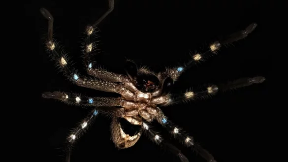 Die undatierte Aufnahme zeigt eine Huntsman-Spinne (Riesenkrabbenspinne), die sich wie ein Krieger tarnt und zur Gattung Neosparassus geh&ouml;rt. - &copy; J Schubert/AAP/dpa/Handout