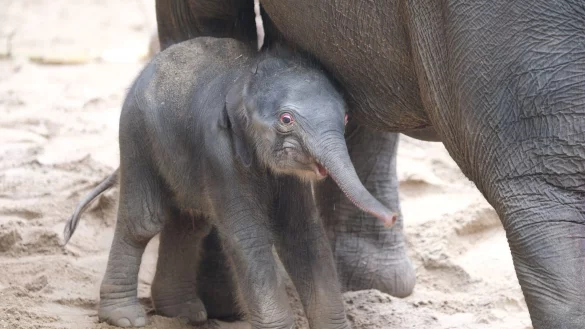 Ein noch namenloses Elefantenbaby steht im Leipziger Zoo bei der Herde. Leitkuh Kewa hat am fr&uuml;hen Samstagmorgen eine Tochter zur Welt gebracht. - &copy; Sebastian Willnow/dpa