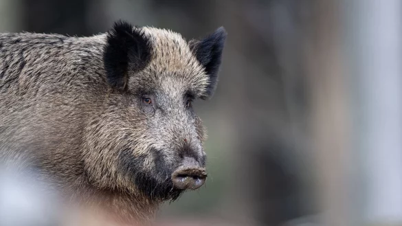 Die teils hohe radioaktive Belastung von Wildschweinen vor allem in Bayern geht einer Studie zufolge zu einem unerwartet hohen Teil auf Atomwaffenversuche zur&uuml;ck. - &copy; Lino Mirgeler/dpa