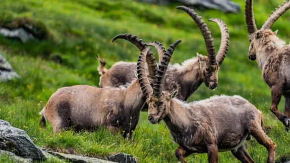Seit eine Herde Steinb&ouml;cke 1960 im Nationalpark Hohe Tauern ausgesetzt wurde, hat sich ihr Bestand sehr schnell entwickelt. - &copy; Nationalpark Hohe Tauern/dpa-tmn