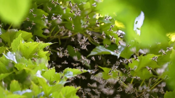 Bienen umschwirren den Giebel eines mit Zierwein bewachsenen Wohnhauses. - &copy; Karl-Josef Hildenbrand/dpa
