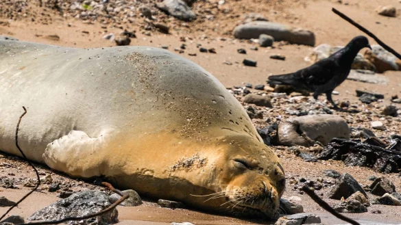 Eine vom Aussterben bedrohte Mittelmeer-M&ouml;nchsrobbe ruht sich am Strand aus. - &copy; Ariel Schalit/AP