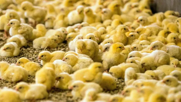 Wenige Tage alte K&uuml;ken in einem H&auml;hnchenmastbetrieb in Mecklenburg-Vorpommern. - &copy; Jens B&uuml;ttner/ZB/dpa