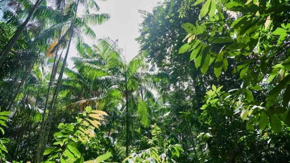 Besonders stark ist weiterhin der Regenwald in Brasilien von Zerst&ouml;rung betroffen. - &copy; Annette Riedl/dpa