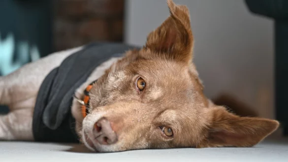 In Spanien gibt es sch&auml;tzungsweise rund 26 Millionen Haustiere, darunter vor allem Hunde und Katzen. - &copy; Patrick Pleul/dpa/Archiv