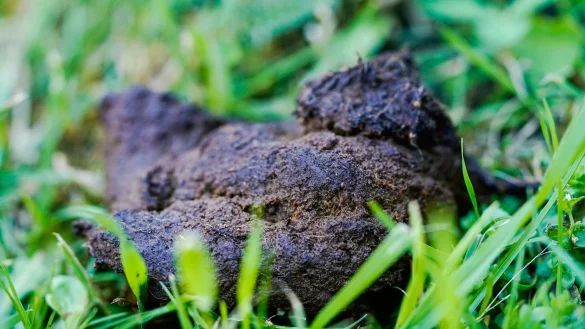 Hundekot liegt auf einer Wiese in der Innenstadt. Viele Kommunen versch&auml;rfen ihr Vorgehen gegen die tierischen Haufen. - &copy; Uwe Anspach/dpa