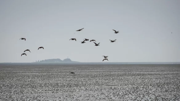 Die UN-Kulturorganisation Unesco warnt vor &Ouml;l- und Gasf&ouml;rderung im Welterbe Wattenmeer. - &copy; Christian Charisius/dpa
