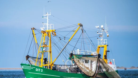 Das Umweltministerium spricht sich f&uuml;r den Erhalt sensibler Tierarten und Lebensr&auml;ume in der Nordsee aus. - &copy; Sina Schuldt/dpa