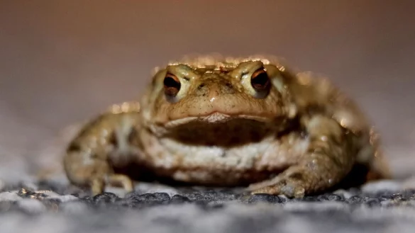 Eine Erdkr&ouml;te (Bufo bufo) sitzt auf einer Stra&szlig;e am Stadtrand. - &copy; Sebastian Willnow/dpa/Archivbild