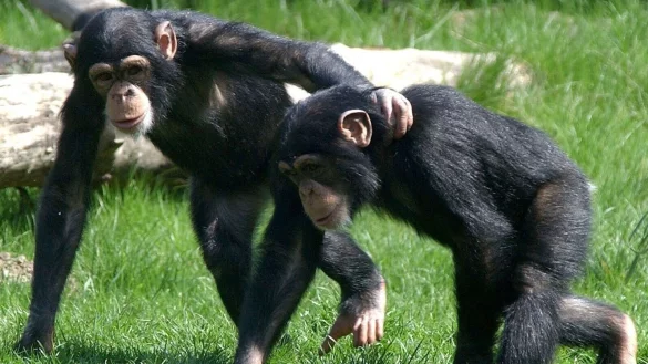 Auch Tiere k&ouml;nnen untereinander Freundschaften schlie&szlig;en. Dabei spielt - &auml;hnlich wie bei Menschen-Freundschaften - der Charakter eine Rolle. - &copy; Peter Endig/dpa-Zentralbild/dpa
