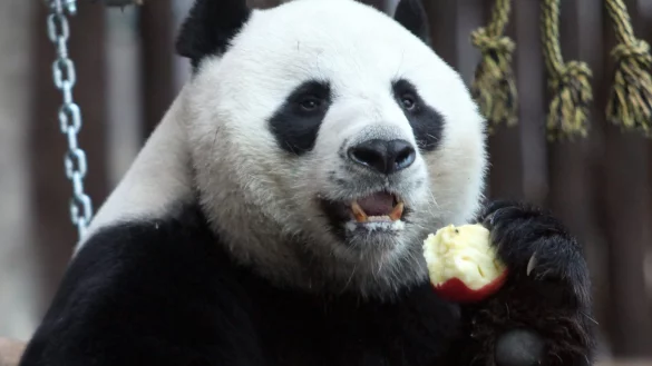 Der Panda Chuang Chuang im August 2010 im Chiang Mai Zoo. - &copy; Pongmanat Tasiri/EPA/dpa