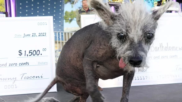 Der Sieger: Scooter, ein siebenjähriger chinesischer Schopfhund. - © Barbara Munker/dpa