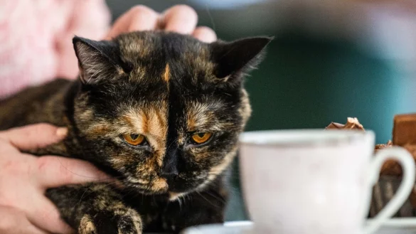 Katze &laquo;Elfriede&raquo; l&auml;sst sich auf dem Scho&szlig; von Franziska M&uuml;ller streicheln. Die G&auml;ste k&ouml;nnen bei ihrem Besuch ihre Speisen und Getr&auml;nke in Gesellschaft von sechs Britisch-Kurzhaar-Katzen einnehmen. - &copy; Kristin Schmidt/dpa-Zentralbild/dpa