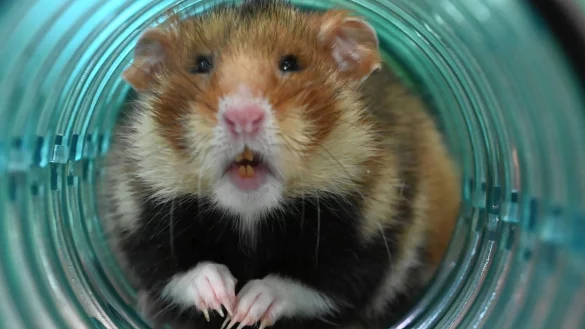 Feldhamster wurden früher lange bekämpft. Heute werden die Populationen kleiner. - © Axel Seidemann/dpa