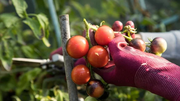 Entfernt man die sp&auml;ten Bl&uuml;ten, hat die Tomatenpflanze noch gen&uuml;gend Kraft, bis in den Oktober hinein neue Fr&uuml;chte zu produzieren. - &copy; Christin Klose/dpa-tmn