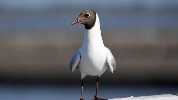 Vermutlich ist die Lachm&ouml;we &Uuml;bertr&auml;gerin der Vogelgrippe in Finnland. - &copy; Carsten Rehder/dpa