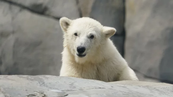 Die kleine Eisb&auml;rin l&auml;uft durch die Au&szlig;enanlage im Eismeer im Tierpark Hagenbeck. - &copy; Marcus Brandt/dpa