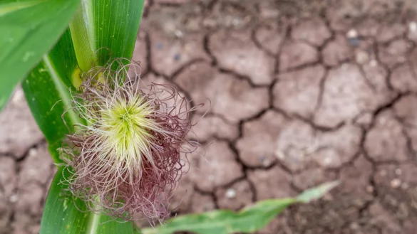 Der Expertenrat f&uuml;r Klimafragen hat der Bundesregierung k&uuml;rzlich mit Blick auf ihre Klimapolitik das Zeugnis &laquo;ungen&uuml;gend&raquo; ausgestellt. - &copy; Pia Bayer/dpa