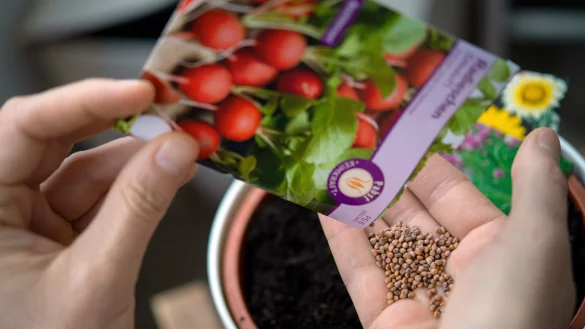 Sind die alten Samen f&uuml;r Blumen und Gem&uuml;se noch zu benutzen? Eine Keimprobe gibt Aufschluss. - &copy; Monika Skolimowska/dpa-Zentralbild/dpa-tmn