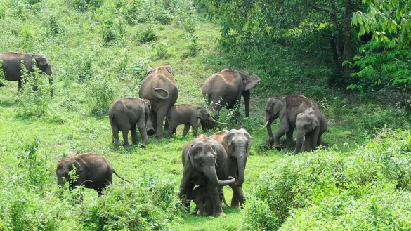 Eine Herde wilder Elefanten grast im s&uuml;dindischen Bundesstaat Kerala: Ein Tier machte hier immer wieder Probleme. - &copy; Anup K. Venu/AP/dpa