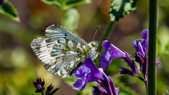 Ein Kohlwei&szlig;ling sammelt im Garten der Schmetterlinge in Aum&uuml;hle-Friedrichsruh (Landreis Herzogtum Lauenburg) Nektar. ) - &copy; Ulrich Perrey/dpa