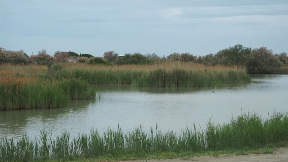 Ein Teich am Rande des Ortes Saintes-Maries-de-la-Mer. Das Meer droht, sich immer gr&ouml;&szlig;ere Teile der flachen K&uuml;ste einzuverleiben. - &copy; Rachel Bo&szlig;meyer/dpa