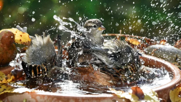 Wasserstellen bieten V&ouml;geln und Insekten an hei&szlig;en Tagen eine Abk&uuml;hlung. - &copy; Waltraud Grubitzsch/dpa/dpa-tmn