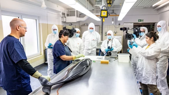 Ein im Juni an der K&uuml;ste der Insel Sylt tot aufgefundenen Schweinswal wird untersucht. - &copy; Axel Heimken/dpa
