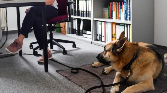 Arbeitgeber d&uuml;rfen entscheiden, ob Hunde mit zur Arbeit gebracht werden. Das gilt auch f&uuml;r Assistenzhunde, wenn andere Mitarbeiterinnen und Mitarbeiter sich von diesen bedroht f&uuml;hlen. - &copy; Jens Kalaene/dpa-Zentralbild/dpa-tmn