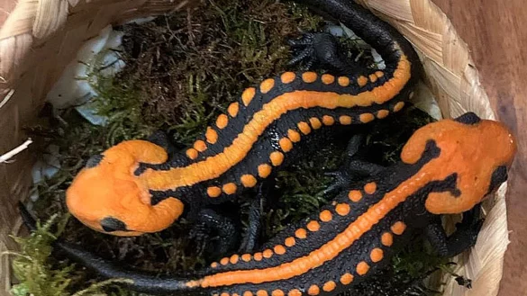 Krokodilmolche der Art Tylototriton ngoclinhensis. - &copy; Prof. Dr. Tao Thien Nguyen/-/dpa