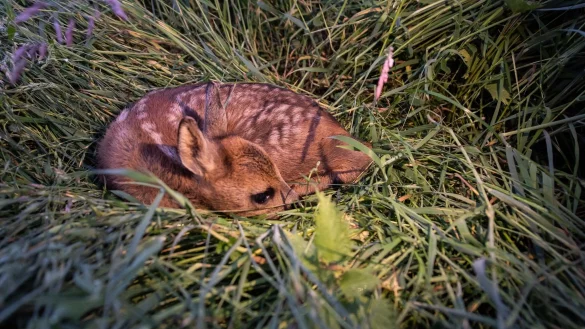 Blo&szlig; nicht streicheln: Wer Rehkitze anfasst, riskiert, dass sie vom Muttertier versto&szlig;en werden. - &copy; Swen Pf&ouml;rtner/dpa/dpa-tmn