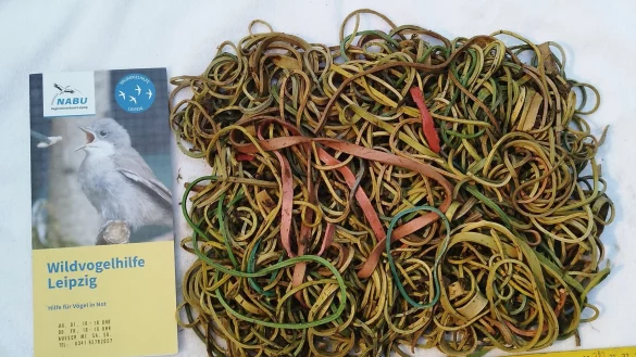 Bei einem Jungstorch aus Bad D&uuml;rrenberg wurde nach Angaben des Naturschutzbundes Nabu die t&ouml;dliche Menge von rund 600 Gramm Gummib&auml;ndern im Magen gefunden. - &copy; Karsten Peterlein/NABU Leipzig