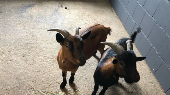 Zwei Ziegen sind in einer Box. - &copy; --/Polizei M&auml;rkischer Kreis/dpa