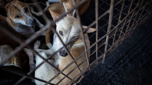 Hunde werden von einem Rettungsteam aus einem Schlachthaus in Indonesien gerettet. - &copy; Muhammad Taufan/dpa