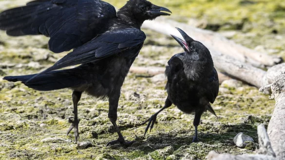 Zwei Kr&auml;hen zanken sich um ein St&uuml;ck Futter, das eine Kr&auml;he fest im Schnabel h&auml;lt. - &copy; Felix K&auml;stle/dpa/Symbolbild