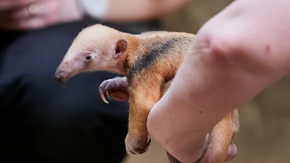 Ein im Krefelder Zoo geborenes Tamandua-Junges sitzt auf der Hand seiner Tierpflegerin. - &copy; Vera Gorissen/Zoo Krefeld/dpa/Archivbild