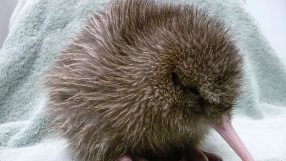 Ein fünf Tage alter Kiwi, geschlüpft in einer Aufzuchtstation an der südlichen Westküste Neuseelands. - © ---/West Coast Wildlife Centre/dpa