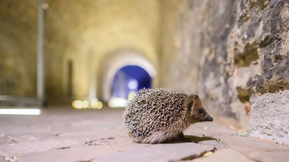 Igel finden in St&auml;dten oft nicht mehr ausreichend Insekten. - &copy; Julian Stratenschulte/dpa/dpa-tmn