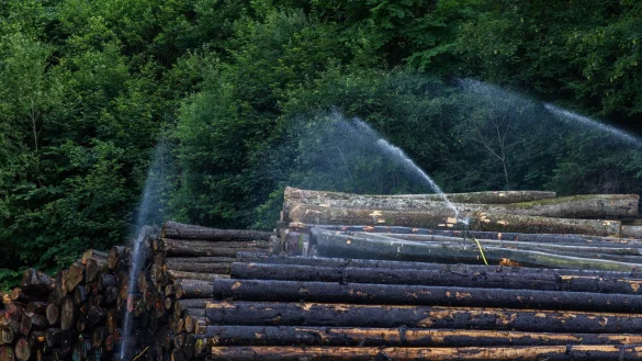 Baumst&auml;mme werden bew&auml;ssert, um die Ausbreitung des Borkenk&auml;fers zu verhindern. - &copy; Philipp von Ditfurth/dpa