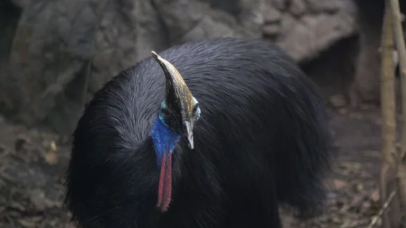 Ein Helmkasuar (Casuarius casuarius) Zoo von Sydney. Es handelt sich um die drittgr&ouml;&szlig;ten Laufv&ouml;gel der Erde. - &copy; WILD LIFE Sydney Zoo/Carola Frentzen/dpa