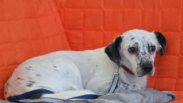 Viele Hunde haben Angst vor lauten Ger&auml;uschen. Das kann so weit gehen, dass sie planlos fl&uuml;chten. - &copy; Patrick Pleul/dpa/dpa-tmn